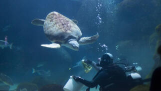 Entrada al Bioparc Acuario de Gijón + Flexiticket